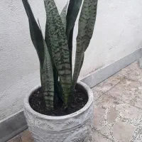 گل یوکا و گل عبایی با گلدان بزرگ|گل و گیاه طبیعی|رشت, توشیبا|دیوار