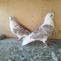 کبوتر دوکتی(پشتدار)