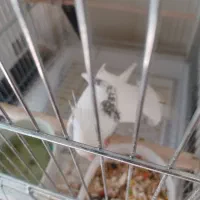 جفت عروس هلندی|پرنده|کرمان, |دیوار