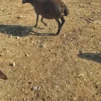 یک عدد میش داشتی|حیوانات مزرعه|ویسیان, |دیوار