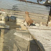 قارا|پرنده|محمدیه-قزوین, |دیوار