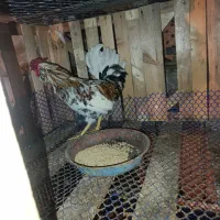 فروش فوری خروس گلین