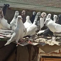 ماهرو زاغ دمسفید کله دم سبز|پرنده|آران و بیدگل, |دیوار