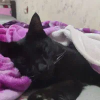 واگذاری رایگان|گربه|پیشوا, |دیوار