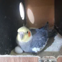 عروس هلندی|پرنده|باقرشهر, |دیوار