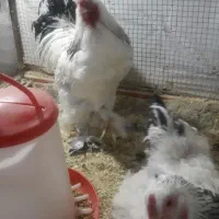 مرغ‌وخروس|حیوانات مزرعه|زاهدان, |دیوار