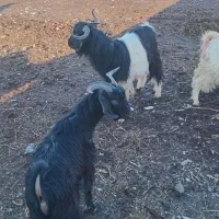 بزغاله|حیوانات مزرعه|سیلوانه, |دیوار