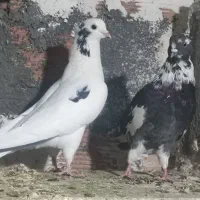 کبوتر شاپر وابلغ