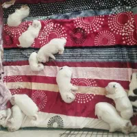 واگذاری سگ کوچیک