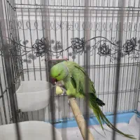 طوطی ملنگو|پرنده|میانه, |دیوار