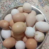 تخم مرغ