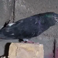 کبوترپرشی|پرنده|اصفهان, شاهزاده ابراهیم|دیوار