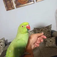 ملنگو نر|پرنده|بازرگان, |دیوار