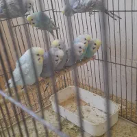 مرغ عشق|پرنده|بندر دیر, |دیوار