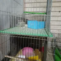 قفس قناری سالم|لوازم جانبی حیوانات|اصفهان, پوریای ولی|دیوار