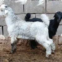 بز دوقلو زا|حیوانات مزرعه|امیدیه, |دیوار