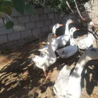 قوغاز لیندا کرچی اصیل|حیوانات مزرعه|گنبد کاووس, |دیوار