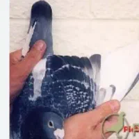 پلاکی سفید