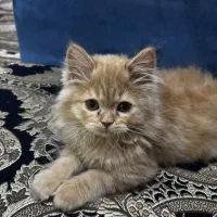 بچه گربه|گربه|میبد, |دیوار