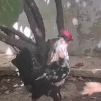 فروش فوری