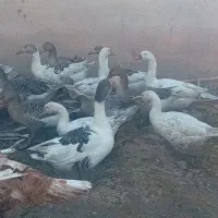 غاز وبوقلمون معاوضه با بوقلمون بزرگ|حیوانات مزرعه|چهارباغ, |دیوار