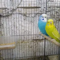 مرغ عشق انگلیسی گرید بالا|پرنده|بم, |دیوار