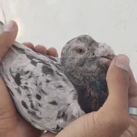 نر کفتر سرور شکلاتی