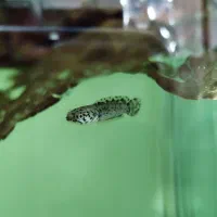 انواع ماهی آکواریوم (سالن تکثیر)