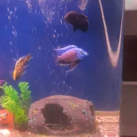 ماهی|ماهی|زاهدان, |دیوار