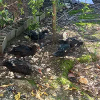 اردک اسرائیلی|حیوانات مزرعه|تاتار علیا, |دیوار