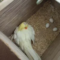 عروس پاریس|پرنده|بندر ماهشهر, |دیوار