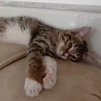 فروش گربه 4ماهه