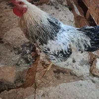 خروس درجه ۱|حیوانات مزرعه|هشتگرد, شهرک وحدت|دیوار