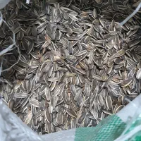 تخمه آفتابگردان