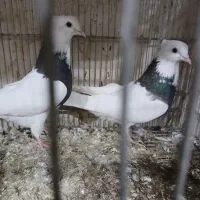 کبوتر رنگی|پرنده|شهریار, شهرک بهاران (ویره)|دیوار