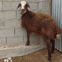 فروش بز و طوقلی زیرقوچی|حیوانات مزرعه|سیمین شهر, |دیوار