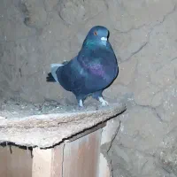 کبوتر زاغ