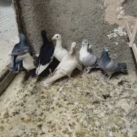 کبوتر گرفتنی|پرنده|سبزوار, توحیدشهر|دیوار
