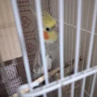 عروس هلندی نر  سخن گو