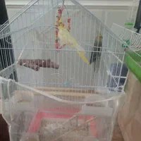 عروس هلندی شش ماه