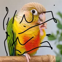 گرینچیک نر