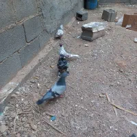 کفتر غریب گیری