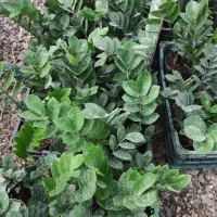 گل زامیفولیا زامفولیا زیر قیمت|گل و گیاه طبیعی|بابل, |دیوار