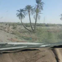 خدمات نخل خرما وپاجوش