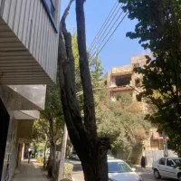 چوب بری|خدمات باغبانی و درختکاری|اصفهان, بهارستان|دیوار