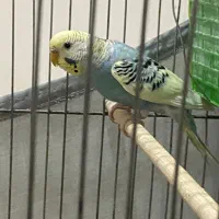 مرغ عشق ماده اماده مست|پرنده|تهران, جوانمردان (اندیشه)|دیوار