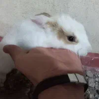خرگوش گوگولی