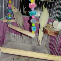 عروس هلندی