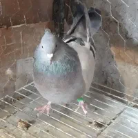 کبوتر ماده اصفهانی پر سبز گچی