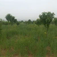 باغ هزار متری معاوضه با خودرو|فروش زمین و ملک کلنگی|زنجان, |دیوار